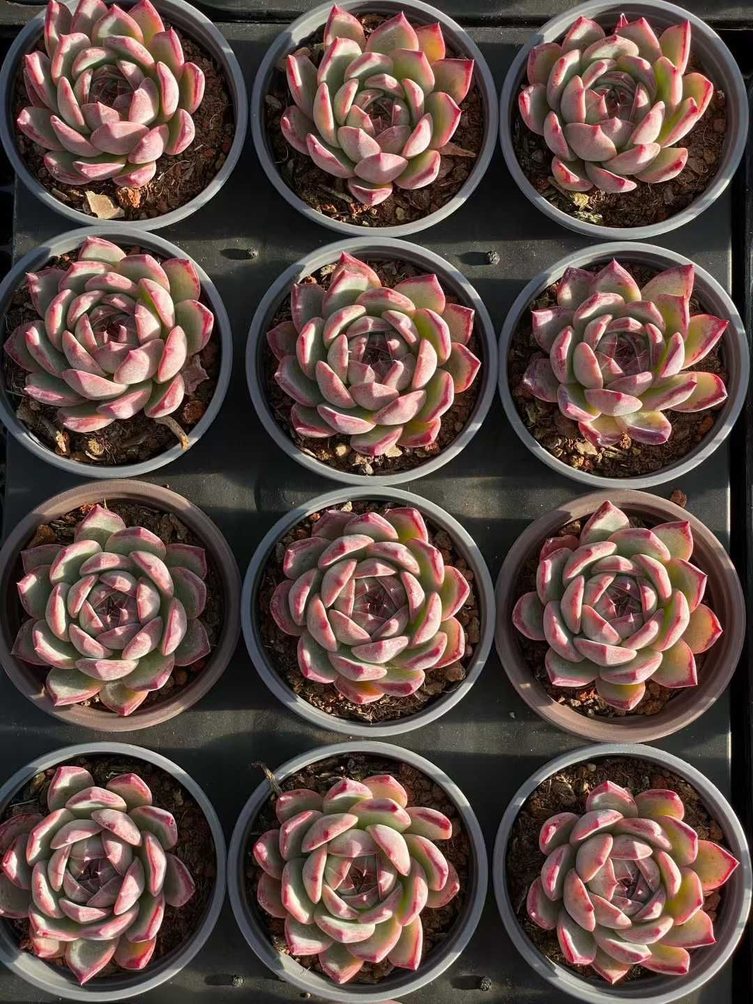 新入荷 コウラトウ QS1218×18苗 抜き苗 多肉植物 アエオニウム