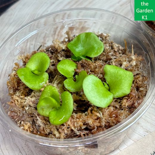 ビカクシダ】リドレイ・コロナリウム 幼苗 RC144【コウモリラン