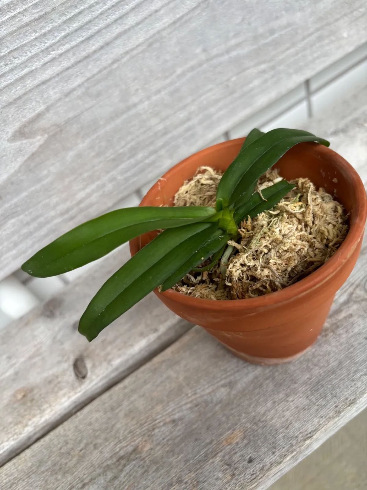 観葉植物 【希少種】イリオモテラン（西表蘭）沖縄県産