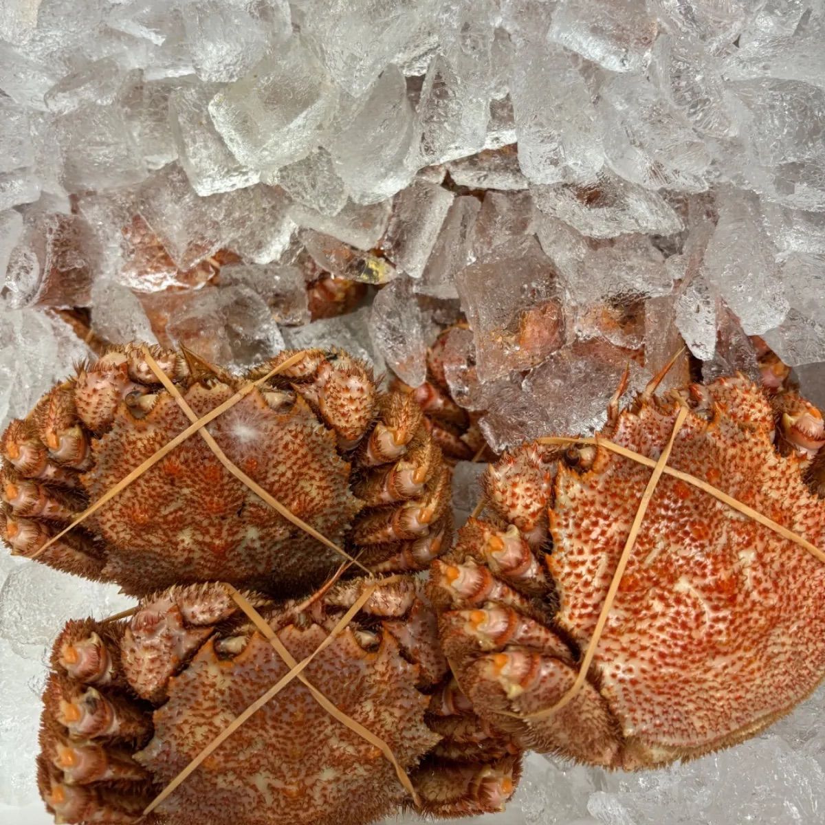 一時問い合わせ中止 Moods of Pan