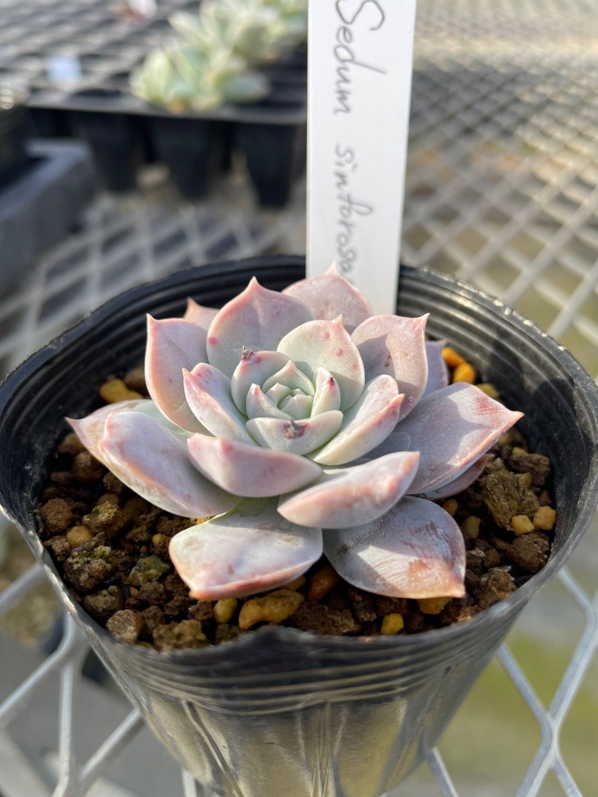 セダム シンフォロサナム Sedum sinforosanum原種 希少 珍しい 【公式