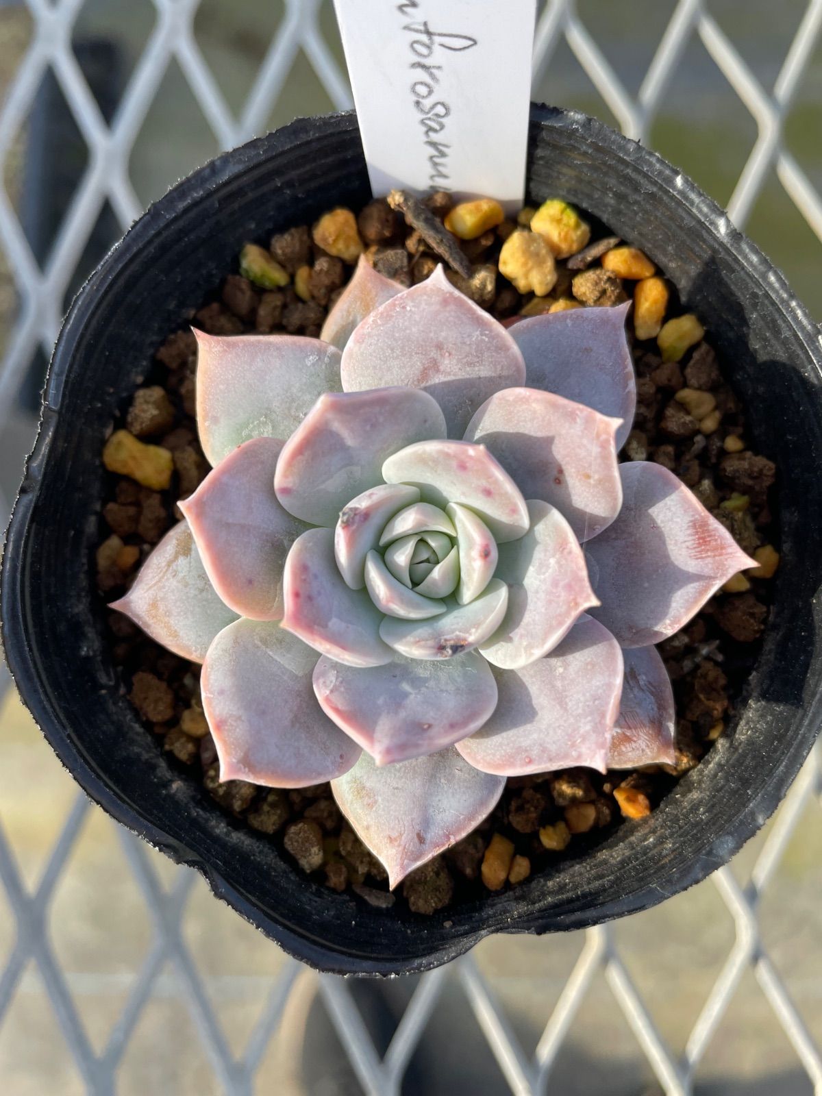 Sedum 多肉植物むらさき園 - シンフォロサナム「原種」 セダム　シンフォロサナム　多肉植物　⑦ simforosanum エケベリア・セダム
