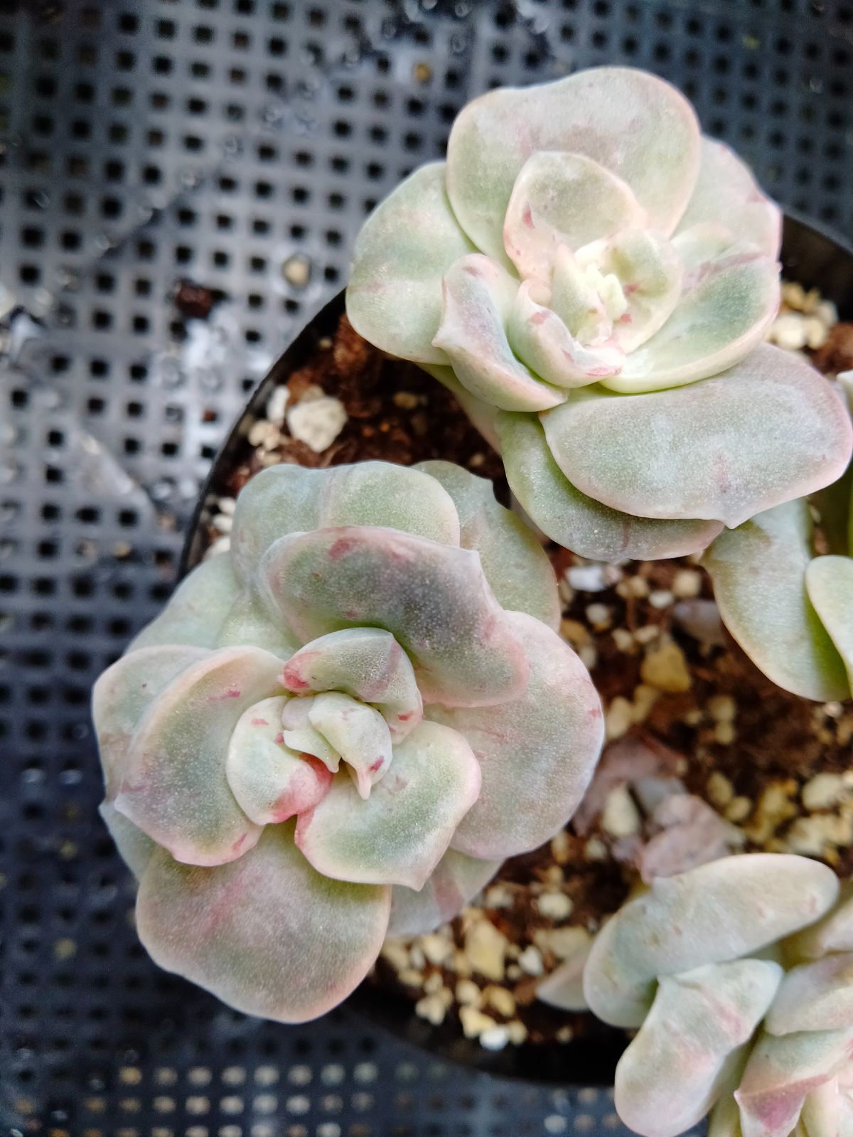 ❤️専用❤️★89メルカリ便✨❤️ラブリーローズ錦❤️抜き苗♪ ラブリーローズ錦⑤ 抜き苗4苗 斑入り 多肉植物 - メルカリ