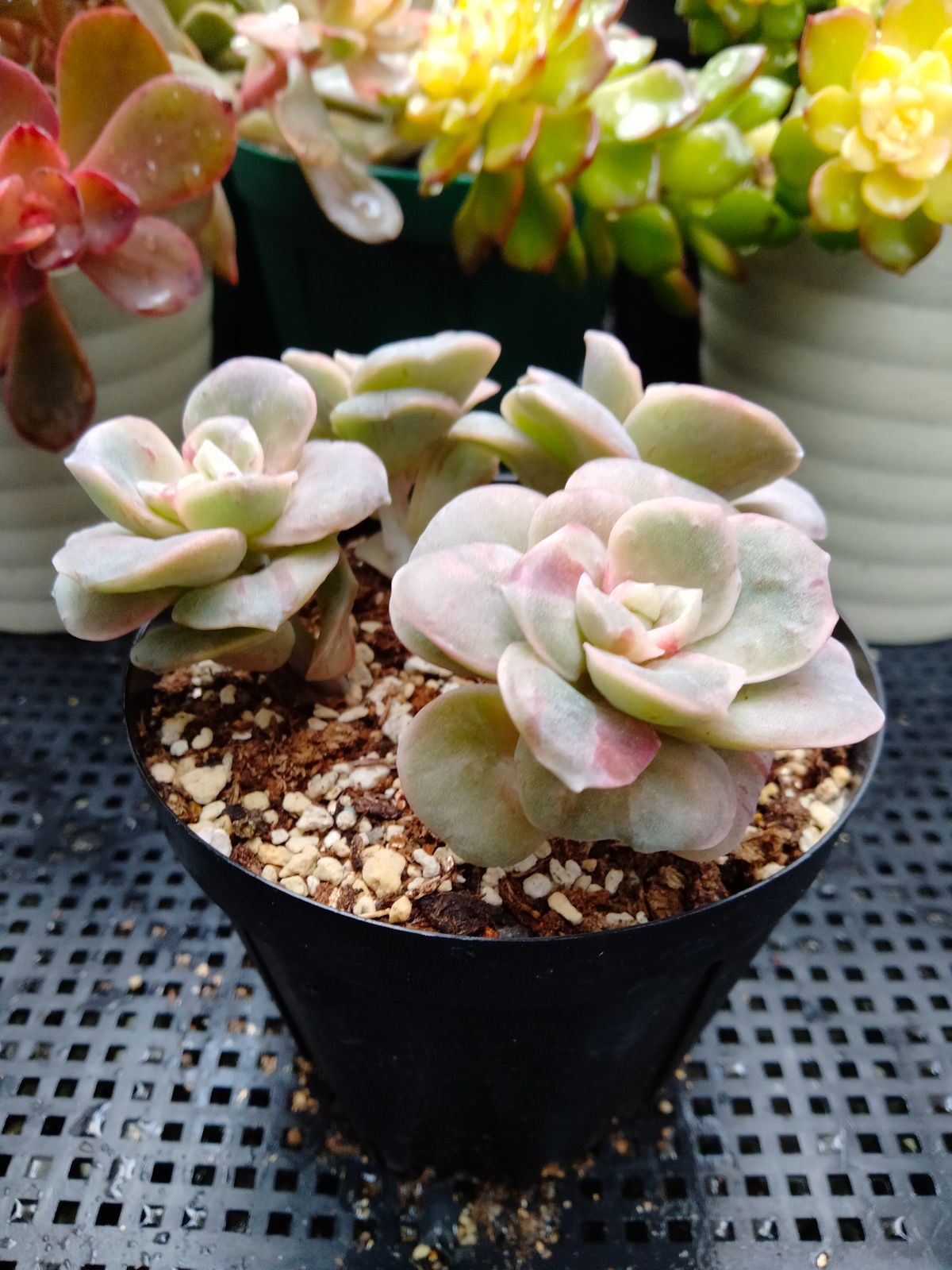 多肉植物 ラブリーローズ錦 赤 葉挿し苗1年生 - メルカリ