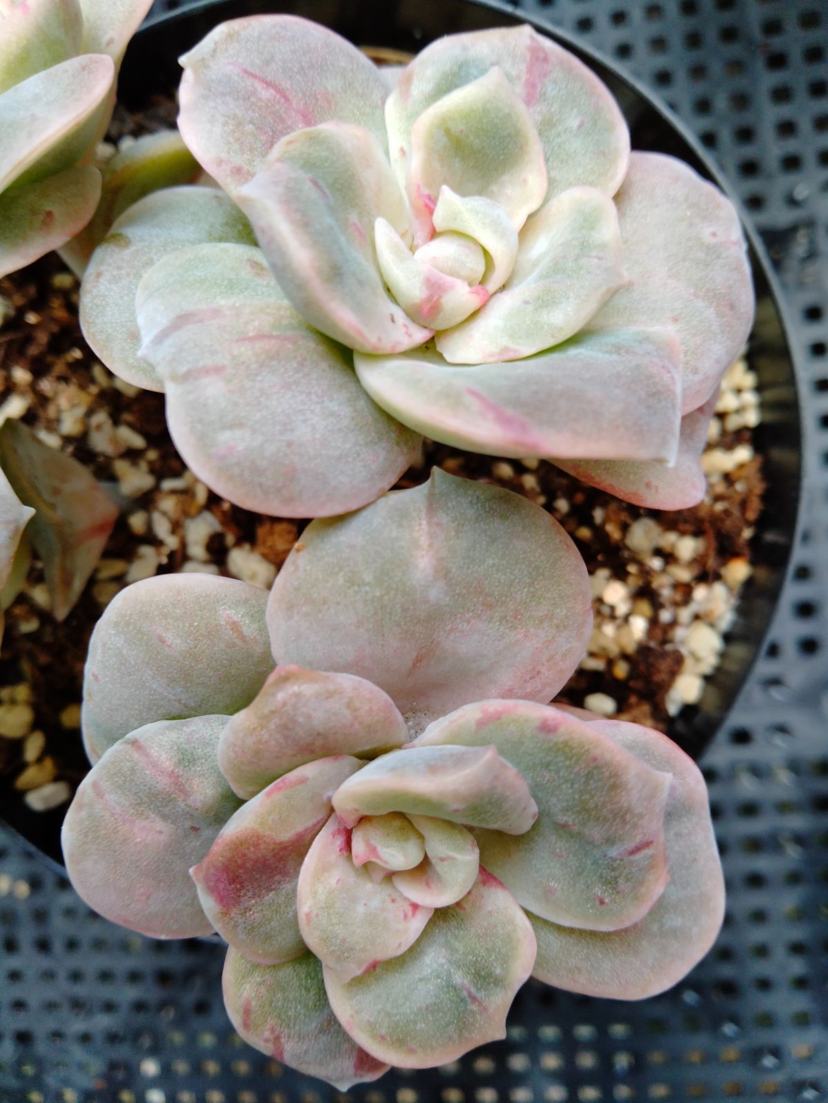 多肉植物 ラブリーローズ錦 赤 葉挿し苗1年生 - メルカリ