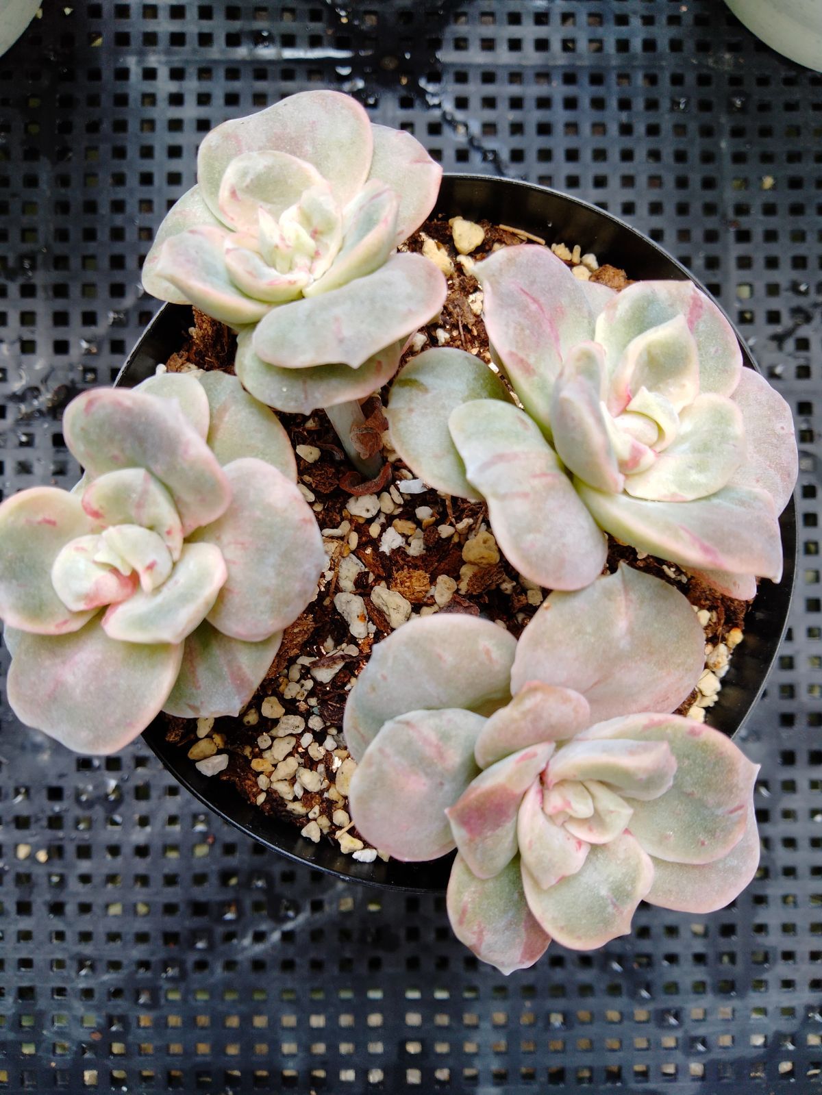 多肉植物 ラブリーローズ 鉢ごと 葉挿し メルカリ便 多肉植物 ラブリーローズ錦 赤 葉挿し苗1年生 - メルカリ