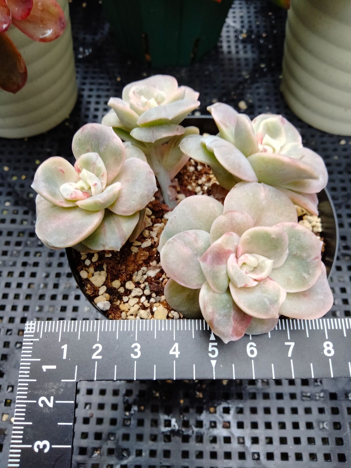 多肉植物 ラブリーローズ錦 赤 葉挿し苗1年生 - メルカリ