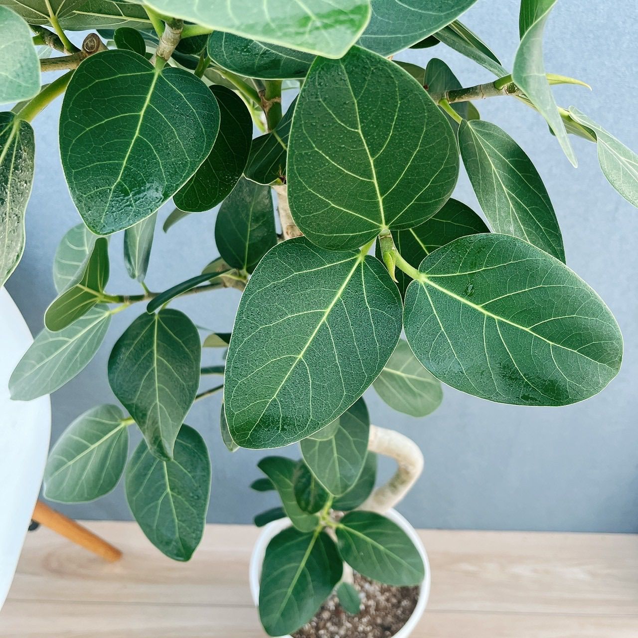 現品］☆人気☆ 9番 フィカス ベンガレンシス 曲がり 8号 観葉植物