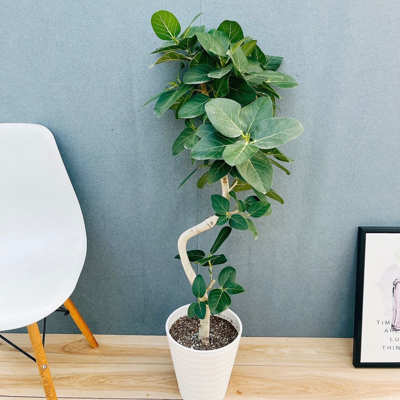 現品］☆人気☆ 9番 フィカス ベンガレンシス 曲がり 8号 観葉植物