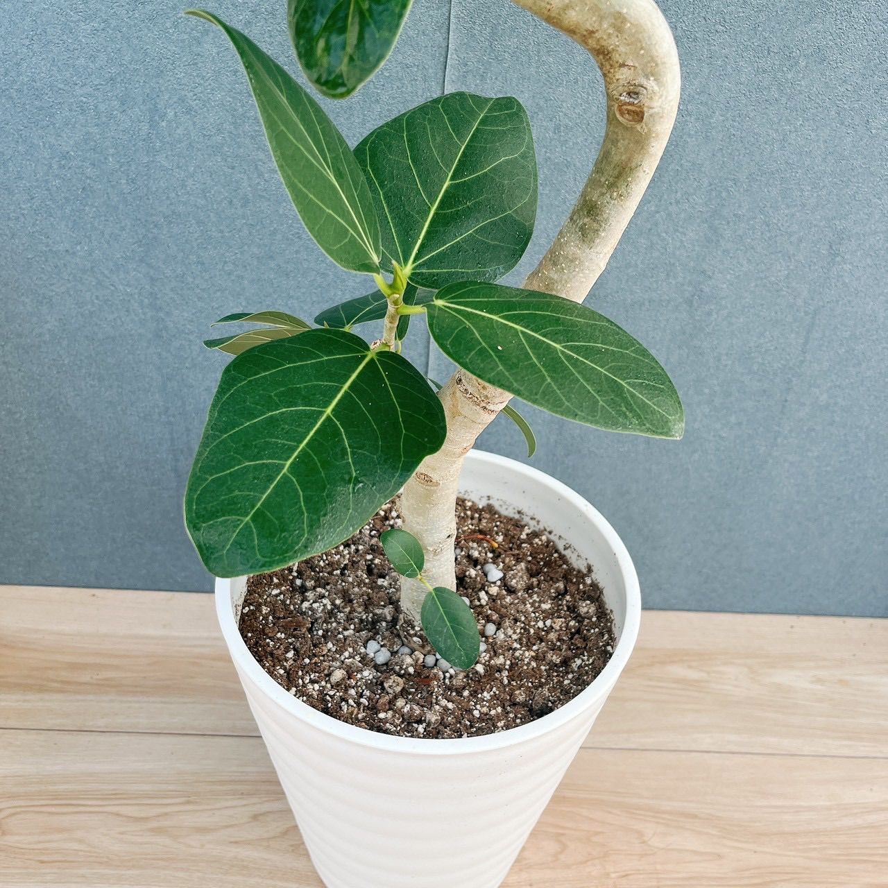 ［現品］C3 フィカス　ベンガレンシス　曲がり　8号　観葉植物　室内　ゴムの木 現品］C3 フィカス ベンガレンシス 曲がり 8号 観葉植物 室内 ゴムの木