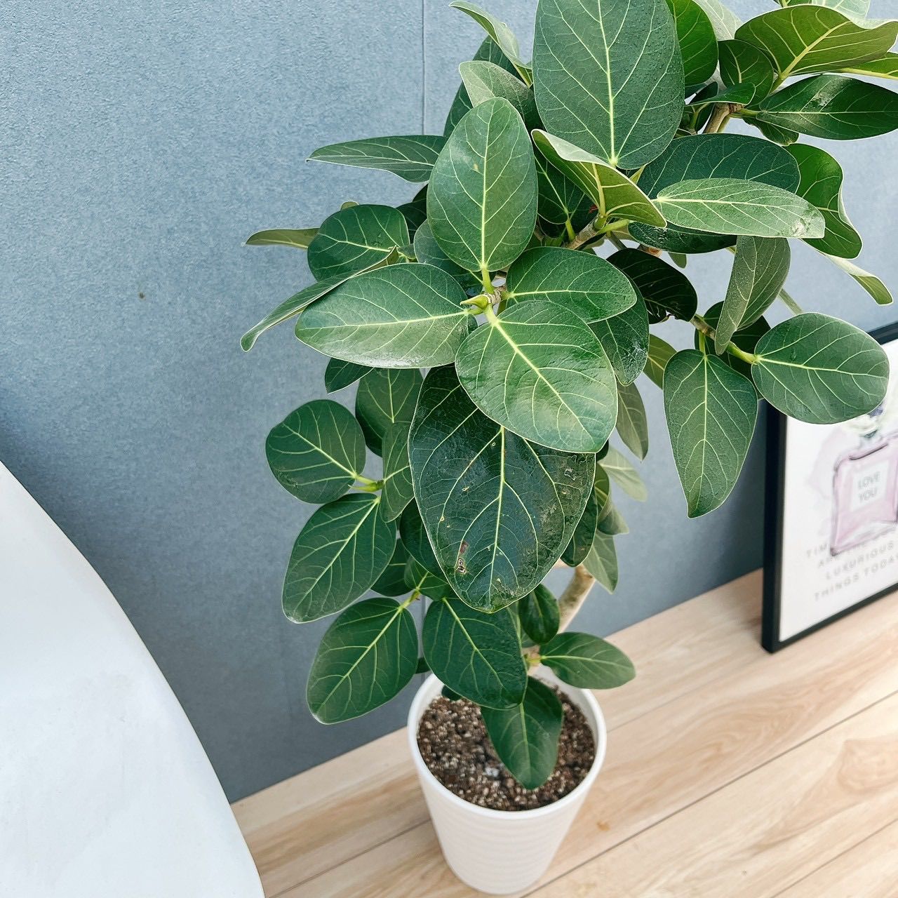 曲がりのベンガレンシス 8号 130センチ　現品 曲がりのベンガレンシス 8号 130センチ 現品