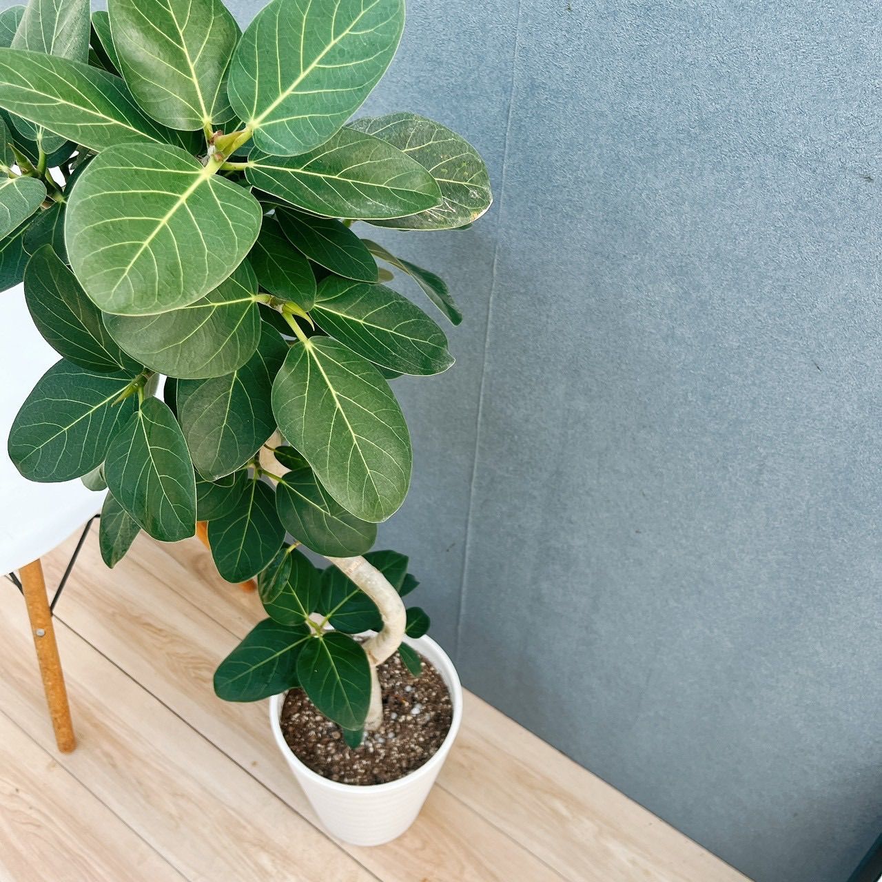 現品］☆人気☆ 9番 フィカス ベンガレンシス 曲がり 8号 観葉植物