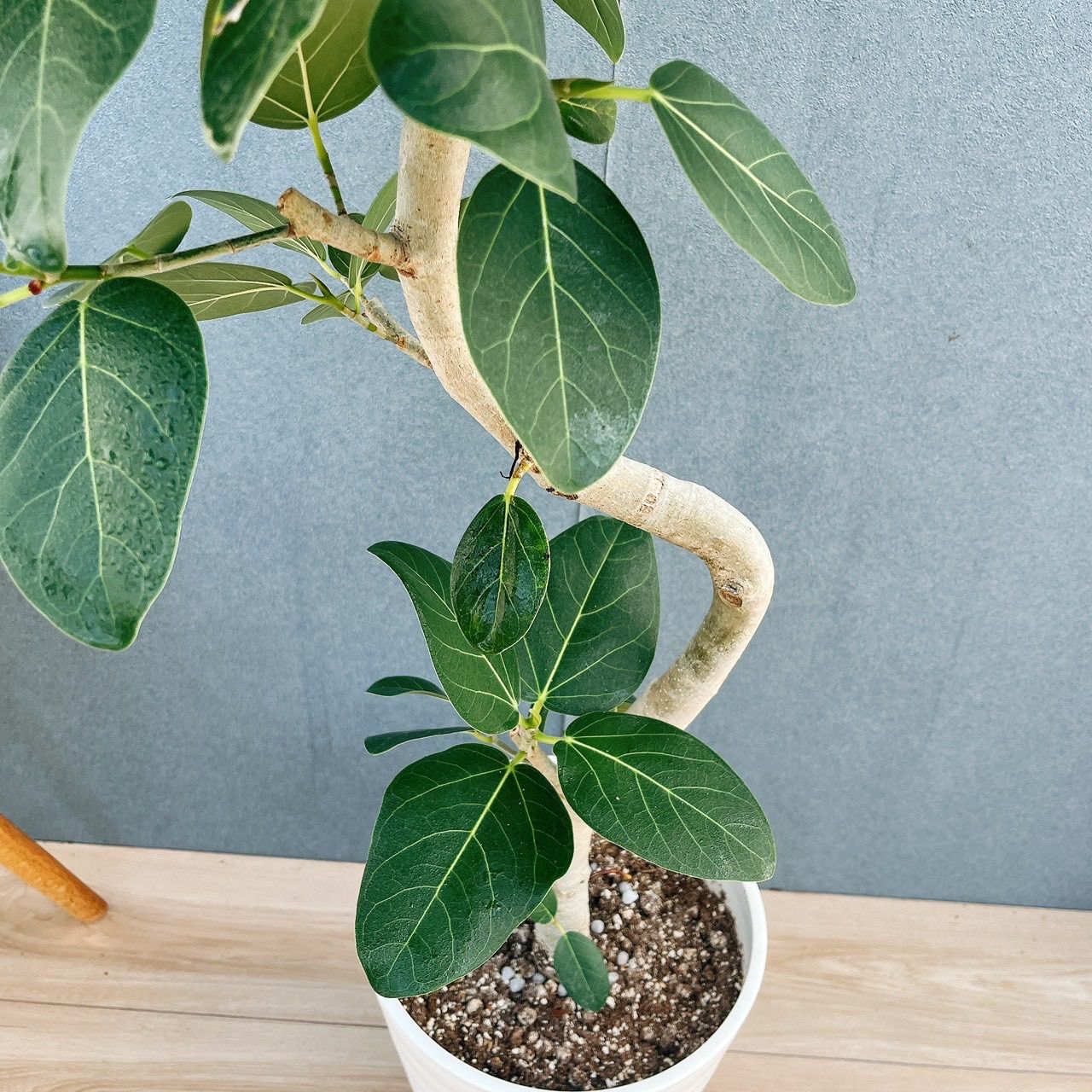 現品］☆人気☆ 9番 フィカス ベンガレンシス 曲がり 8号 観葉植物