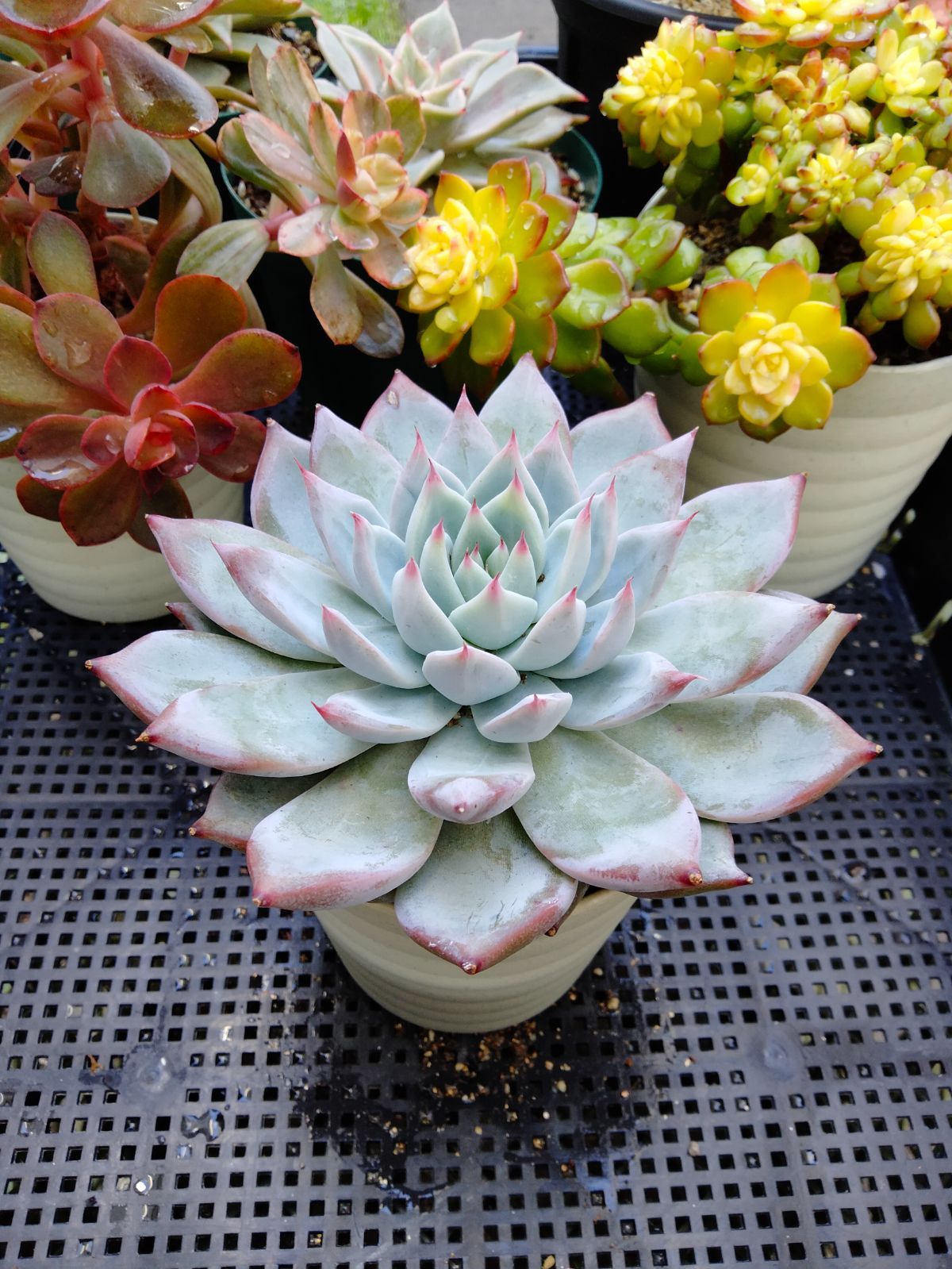 多肉植物 コロラータhy - メルカリ