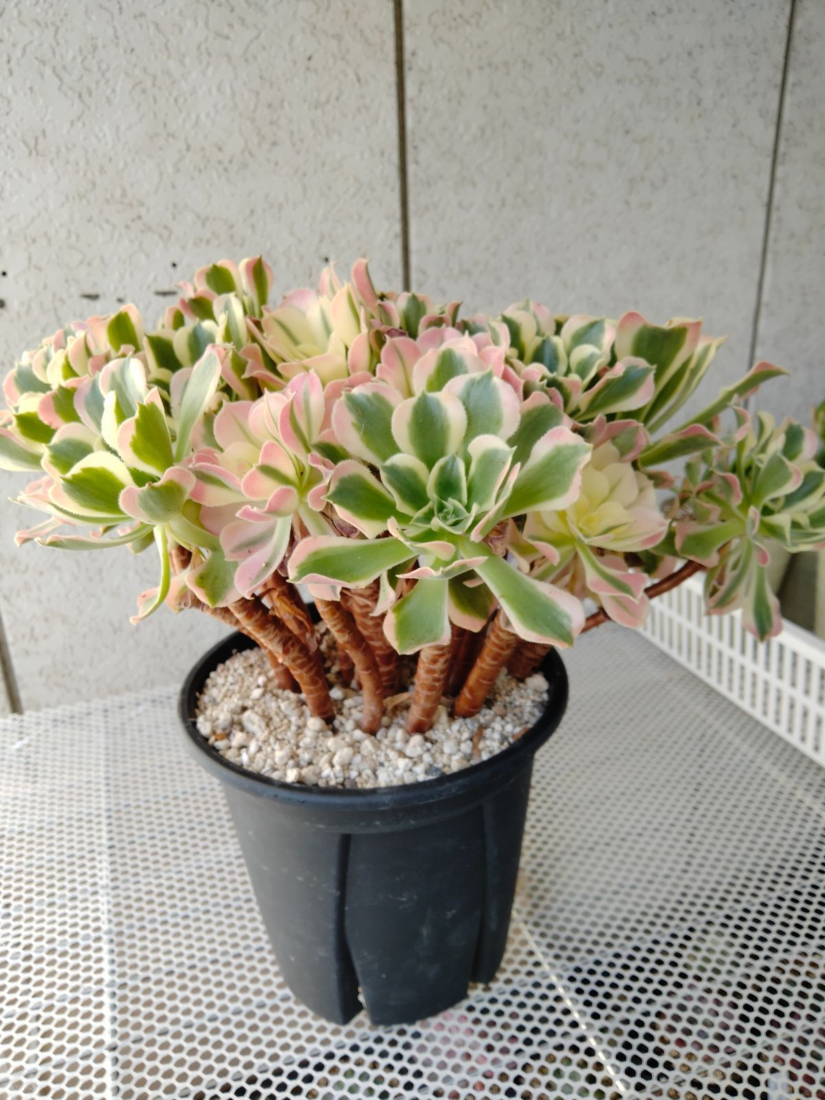 アエオニウム メルカリ便 ピンクドリーム錦 特大 分離あり - メルカリ