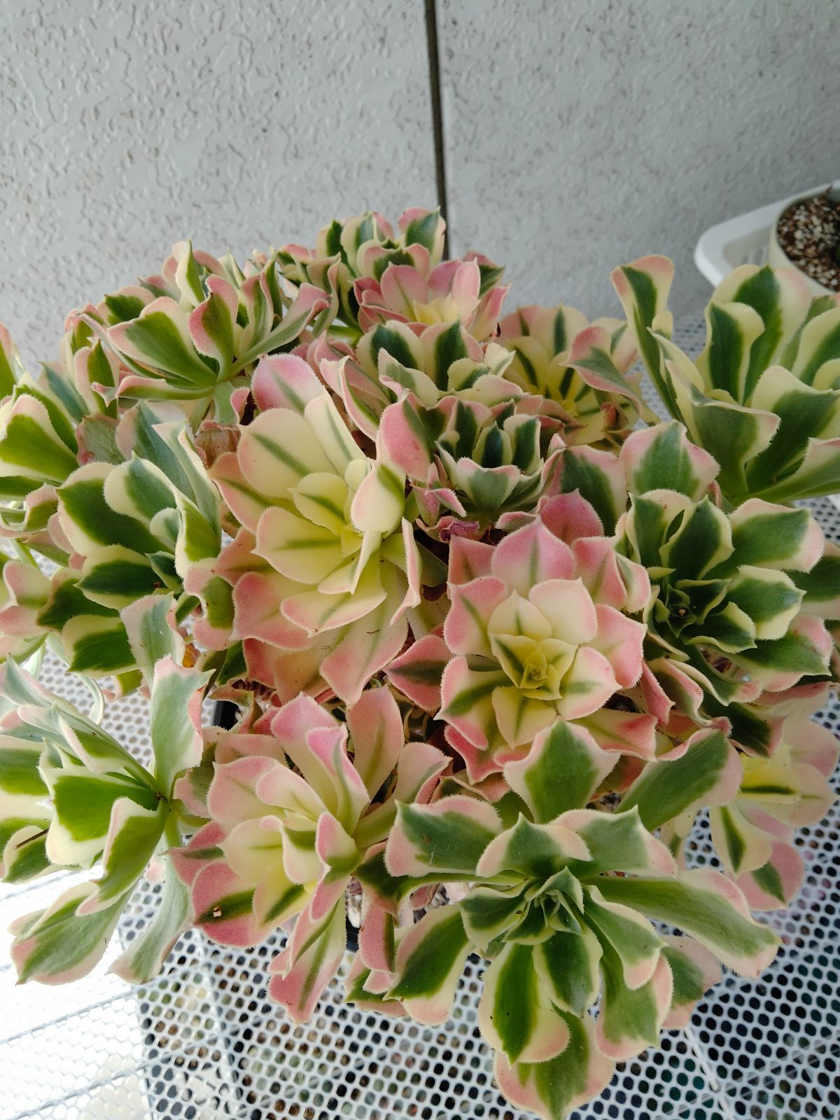 アエオニウム メルカリ便 ピンクドリーム錦 特大 分離あり - メルカリ