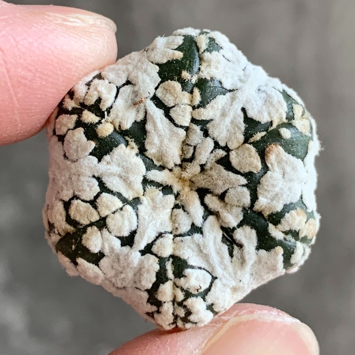 A4709◇数量限定◇ スーパー兜 Vタイプ サボテン - メルカリ