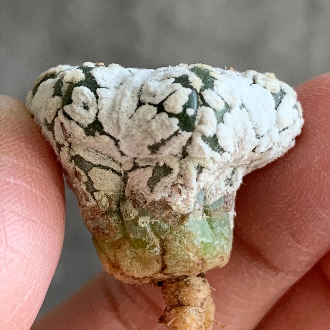 A4709◇数量限定◇ スーパー兜 Vタイプ サボテン - メルカリ