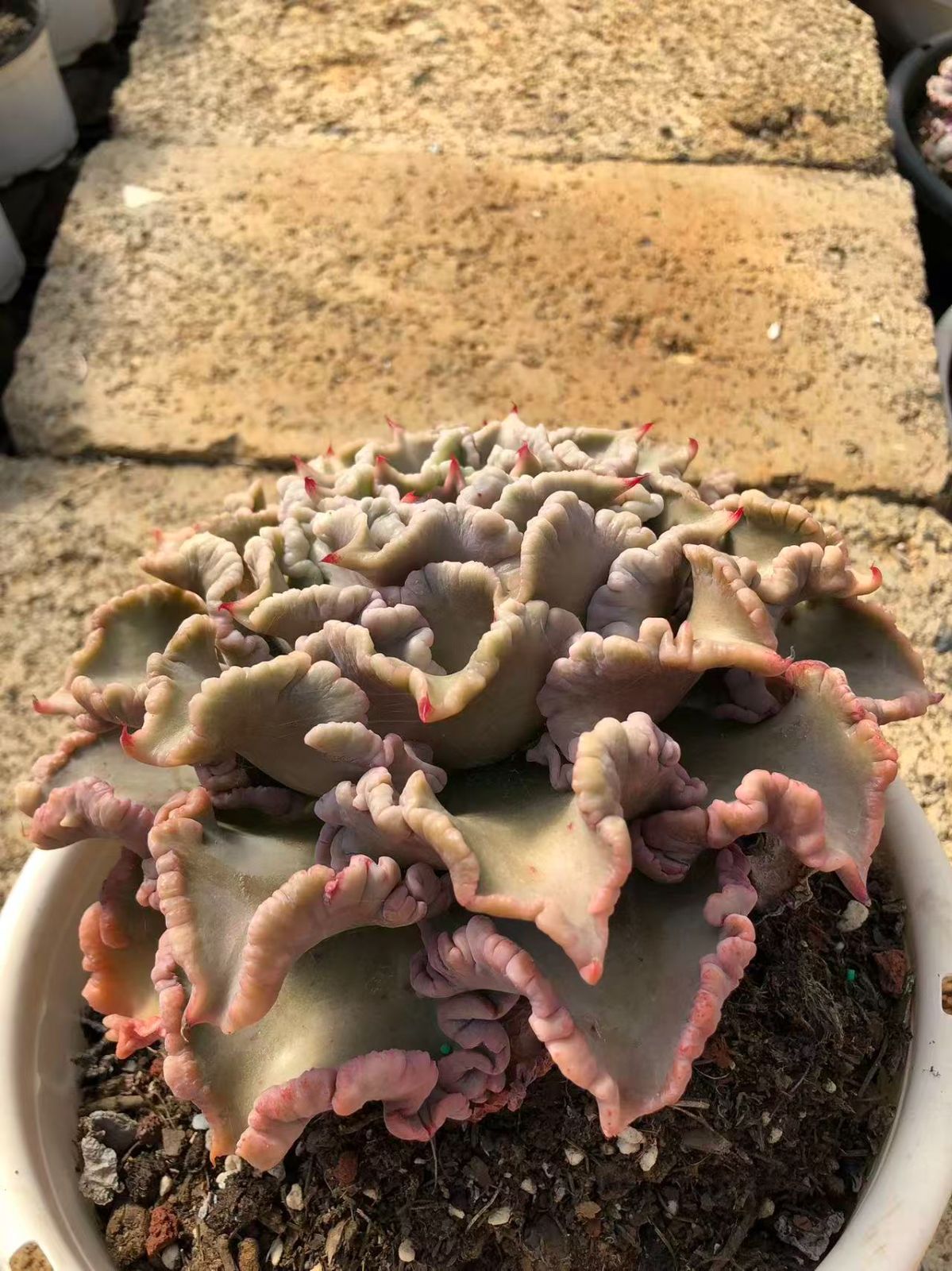 92#多肉植物アエオニウム❤️フエ二ックスフレ一ム❤️1大頭6小頭17cm