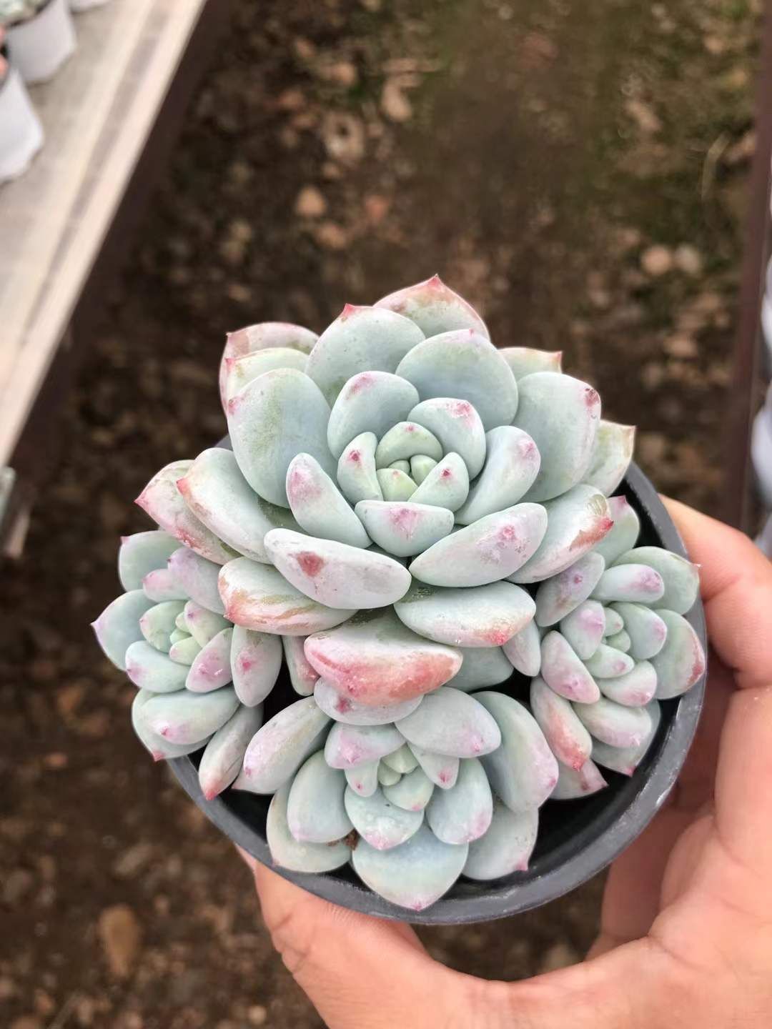 2024 18株×モンシュ 多肉植物 エケベリア セダム アエオニウム