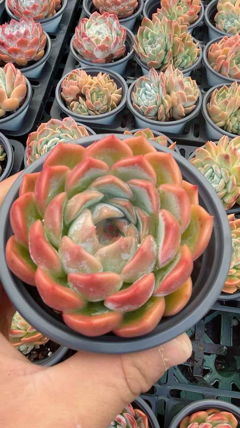 24株×アイスオレンジ 多肉植物 エケベリア セダム アエオニウム