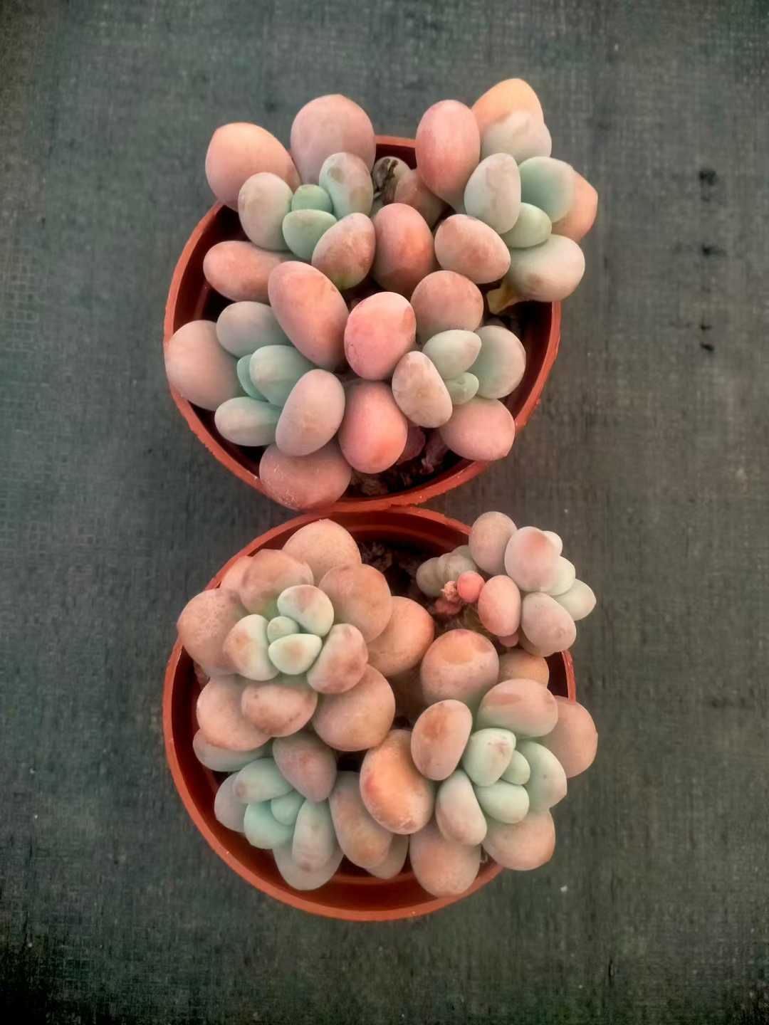 24株×ラクジン 多肉植物 エケベリア セダム アエオニウム