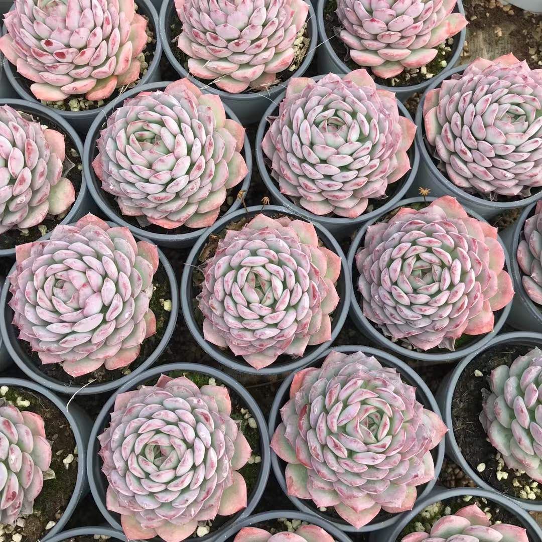 多肉植物 寄せ植え エケベリア・セダム botanical フラワー