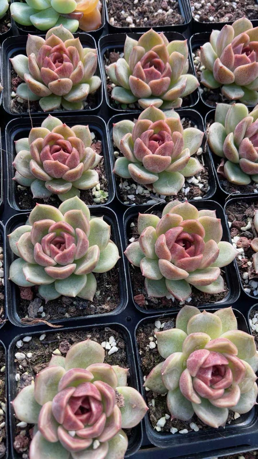 50株×カイオウホウセキ 多肉植物 エケベリア セダム アエオニウム