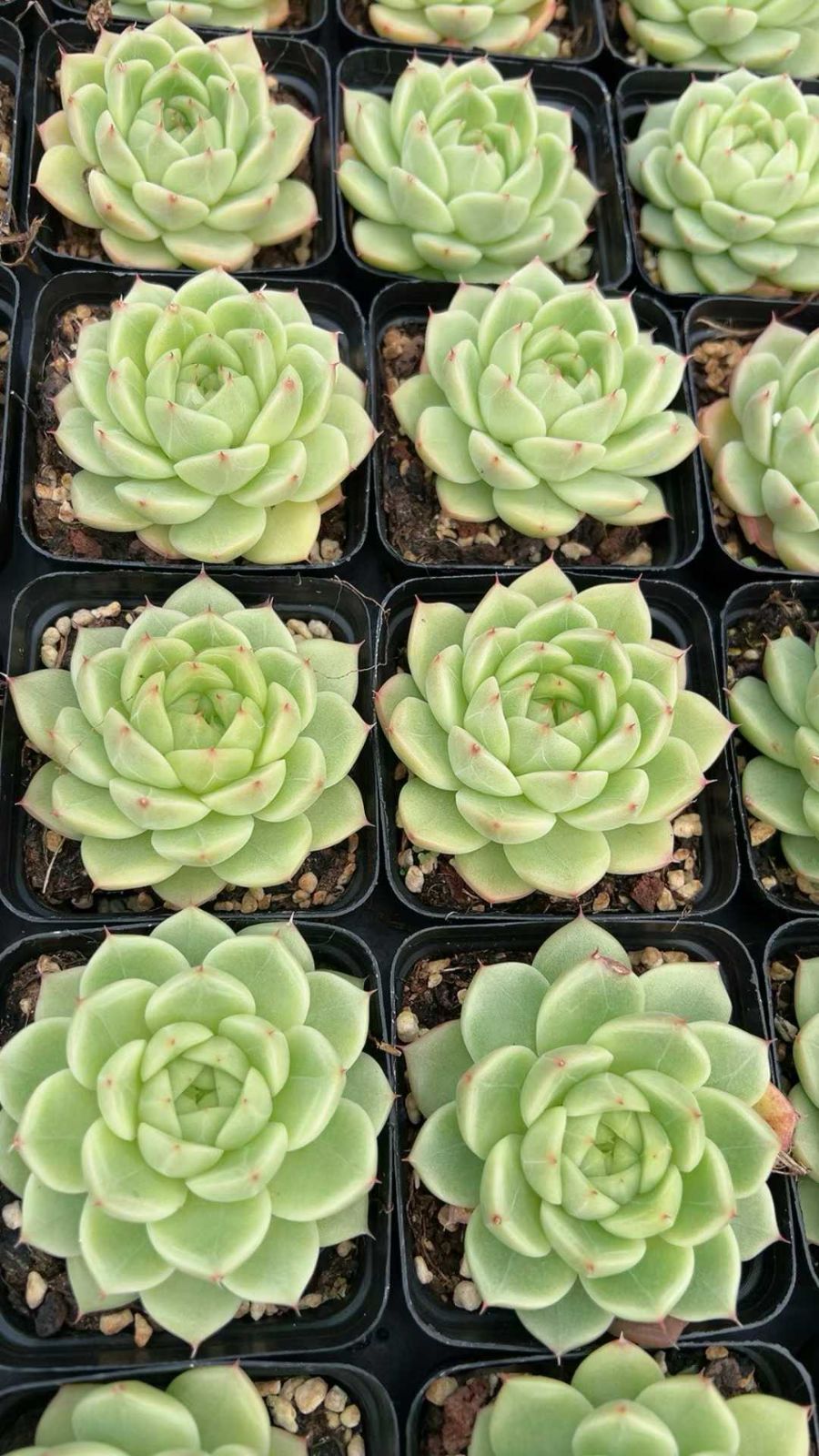 50株×リシ 多肉植物 エケベリア セダム アエオニウム グラプトペタルム