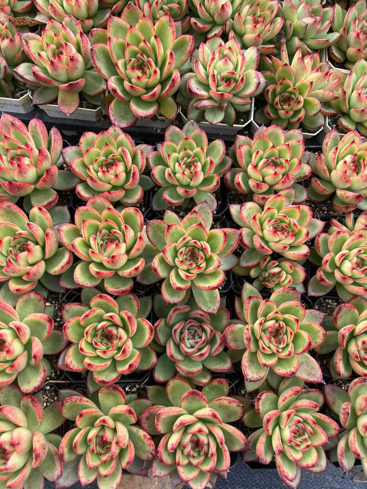 エケベリア セダム