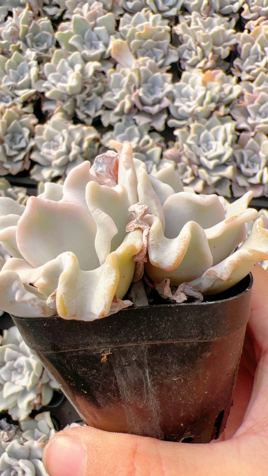 50株×ギョウズノカワ 多肉植物 エケベリア セダム アエオニウム