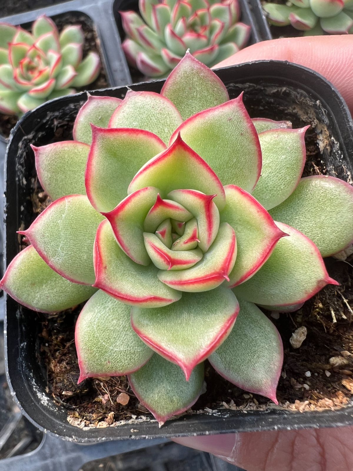 エケベリア・セダム 資料とCDセット 50株×ムラサキスギダブルヘッド