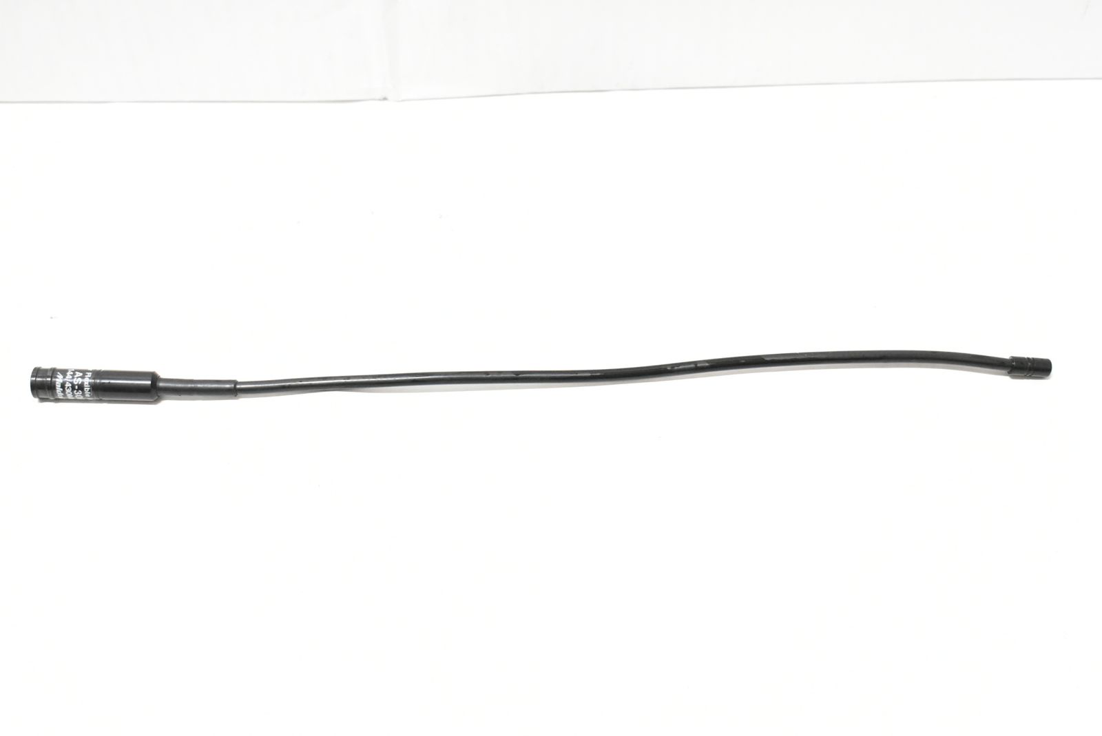 カブトガニ標本 卸売 大小2体セット