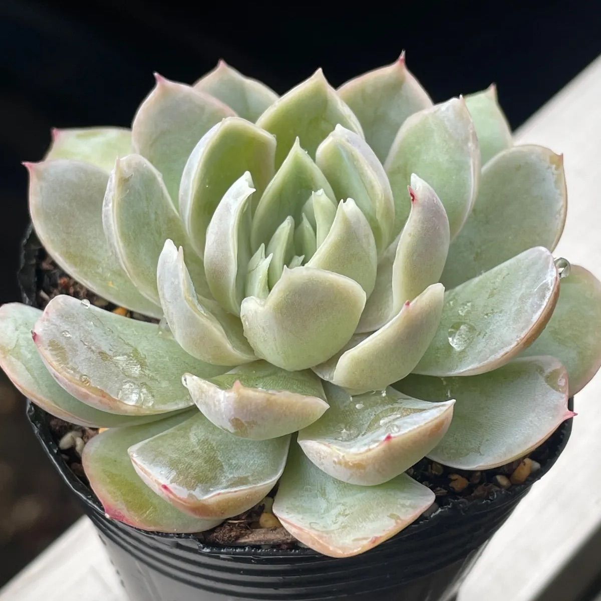 多肉植物 ❤️エボニー ジゼル ❤️吉赛尔❤️ 1大頭12cm!拔き苗