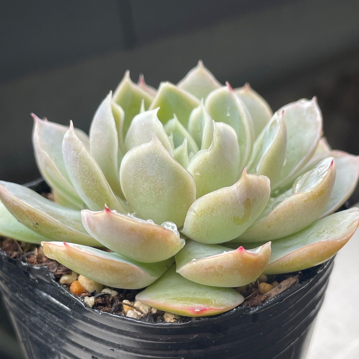 多肉植物♡ジーニー❤︎抜き苗(根付き) - メルカリ