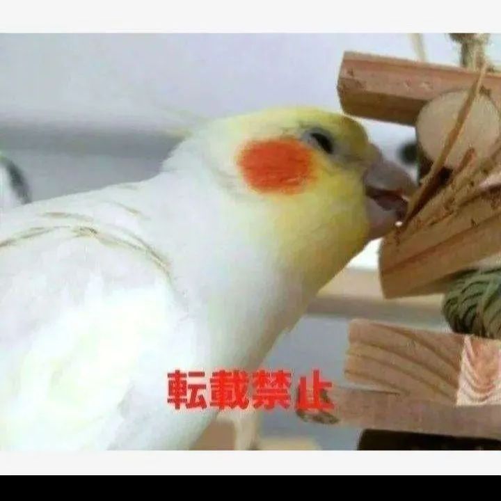 K240 インコ オオム カジカジ、ガジガジおもちゃセット かじり木