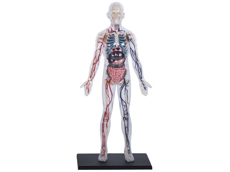 4D 立体パズル 13インチ 人体(透明) 解剖モデル 4D Human Anatomy 13