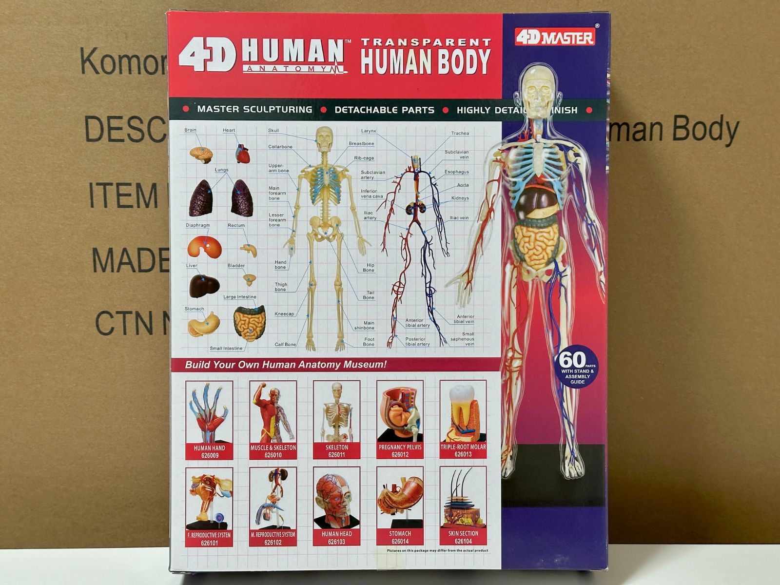 4D 立体パズル 13インチ 人体(透明) 解剖モデル 4D Human Anatomy 13