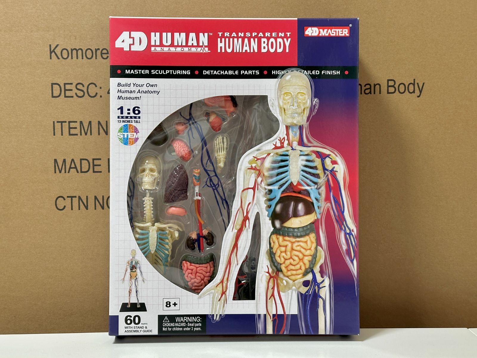 4D 立体パズル 13インチ 人体(透明) 解剖モデル 4D Human Anatomy 13
