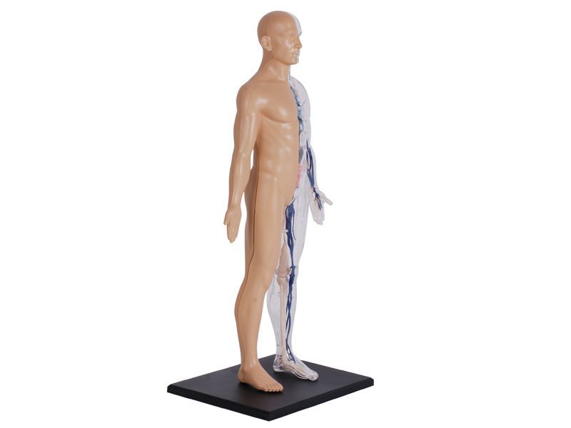 4D解剖 モデル 13インチ 人体(半分クリア) 4D Human 626203 13 inch