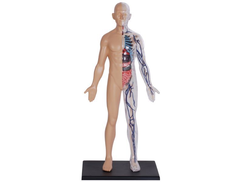 4D解剖 モデル 13インチ 人体(半分クリア) 4D Human 626203 13 inch