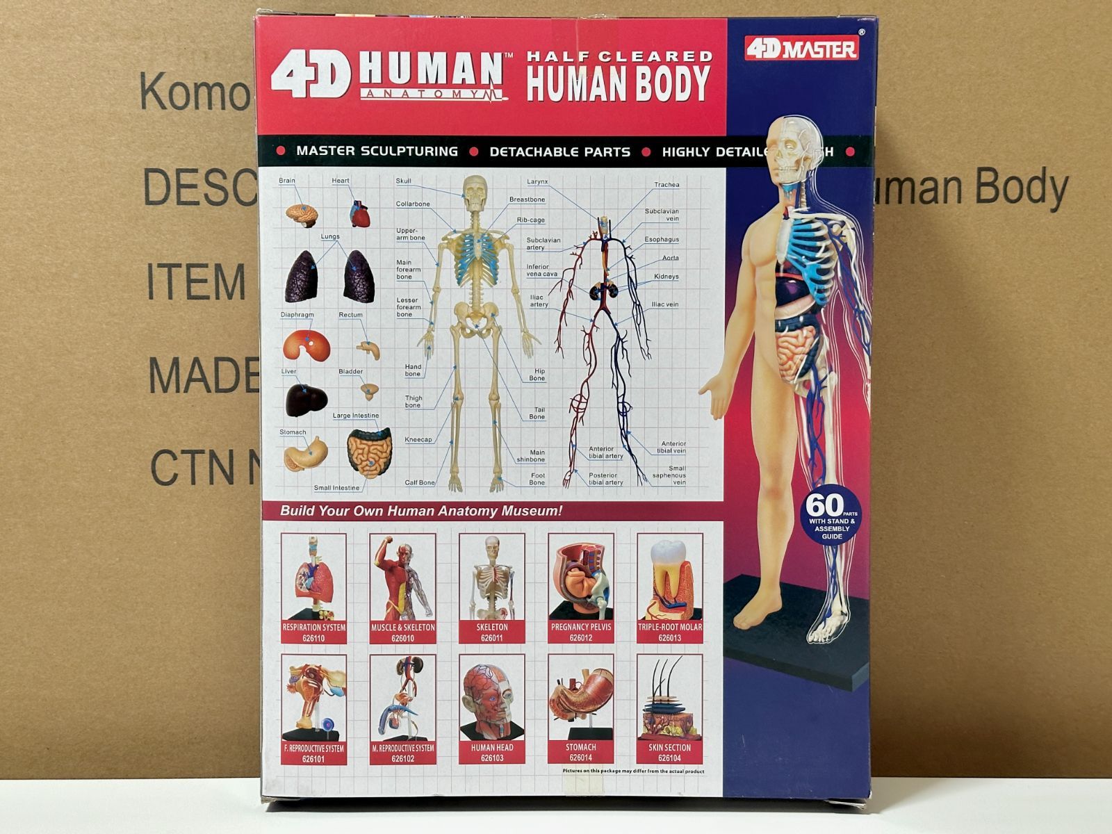 4D解剖 モデル 13インチ 人体(半分クリア) 4D Human 626203 13 inch