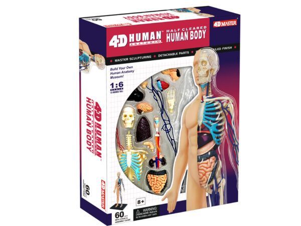 4D解剖 モデル 13インチ 人体(半分クリア) 4D Human 626203 13 inch