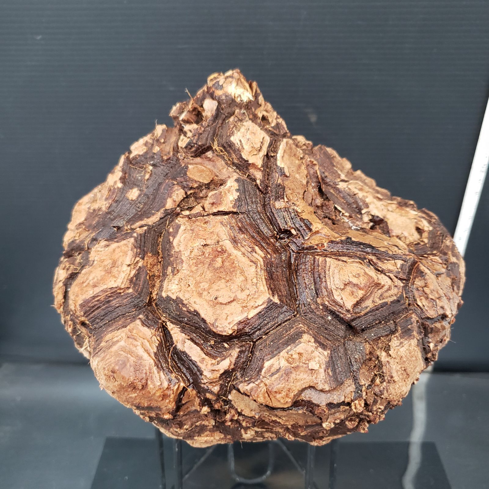 ユ*カ様 メキシコ亀甲竜（９Aラベル）　塊根植物　珍奇植物　ディオスコレア・メキ メキシコ亀甲竜（9Aラベル） 塊根植物 珍奇植物 ディオスコレア