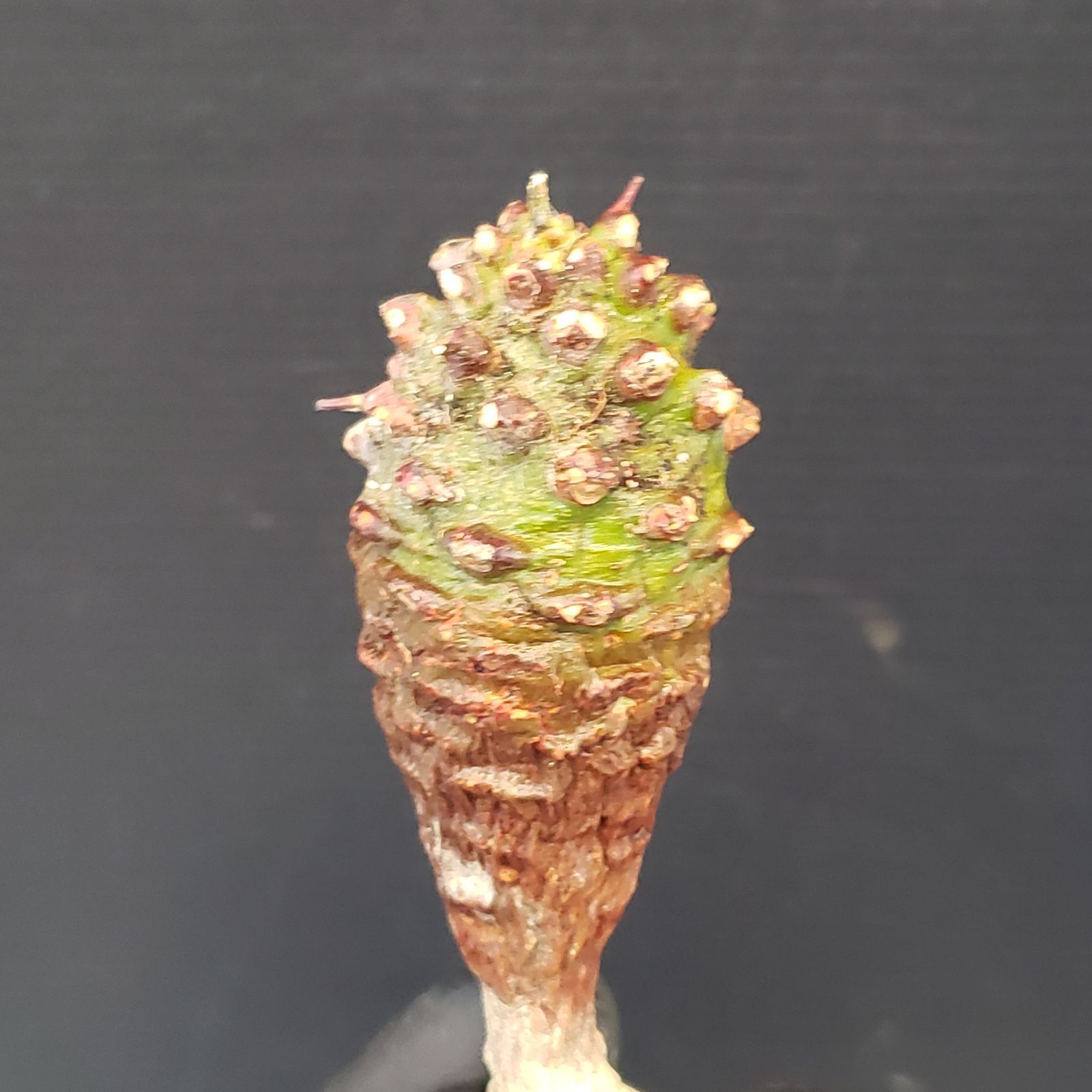E147【最新到着】Euphorbia パキポディオイデス（現地球・抜き苗