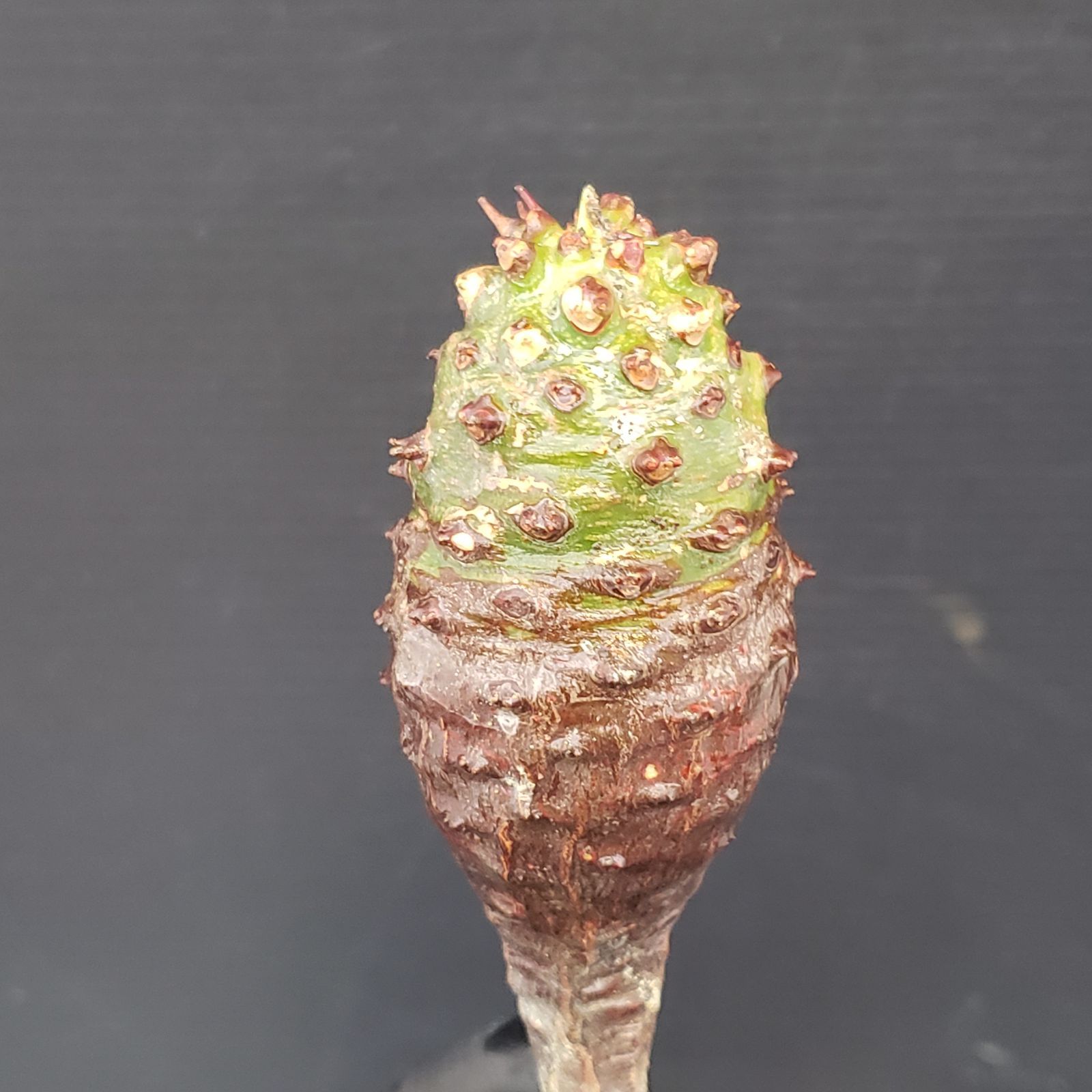 E148【最新到着】Euphorbia パキポディオイデス（現地球・抜き苗