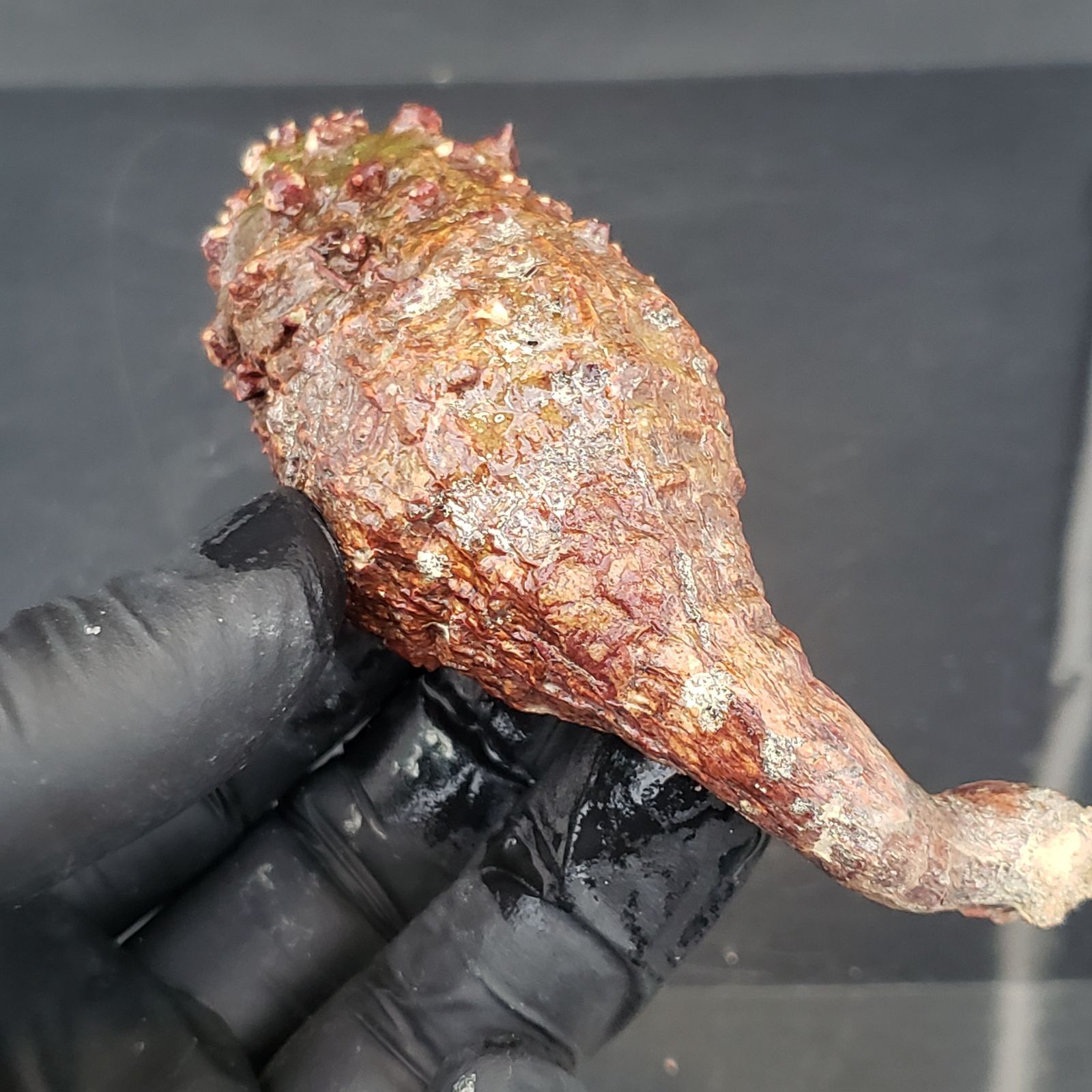 E157【最新到着】Euphorbia パキポディオイデス（現地球・抜き苗