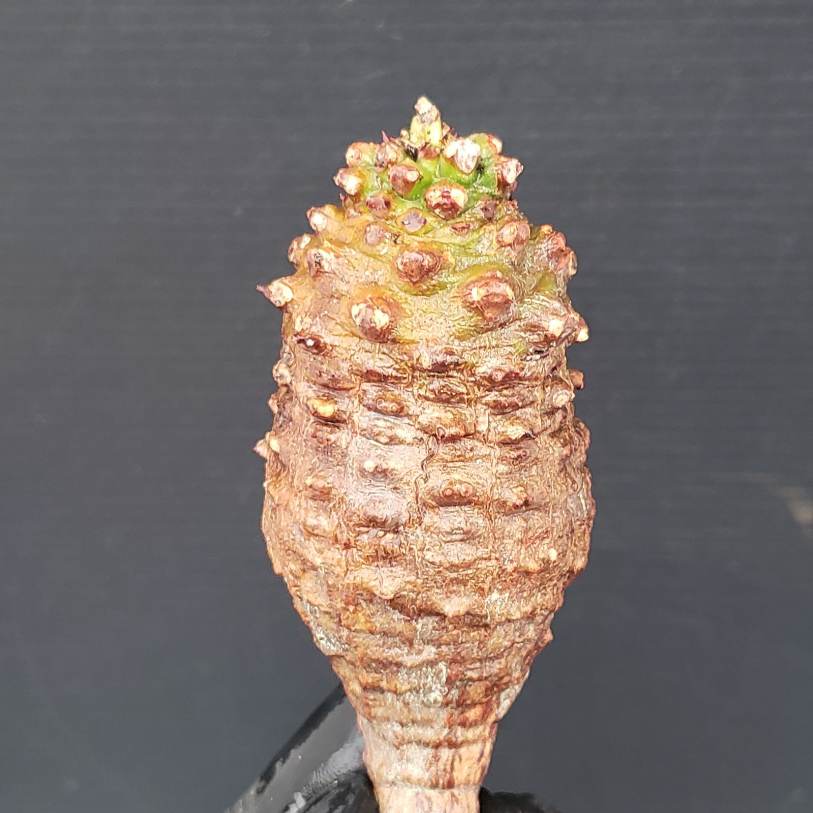 E157【最新到着】Euphorbia パキポディオイデス（現地球・抜き苗