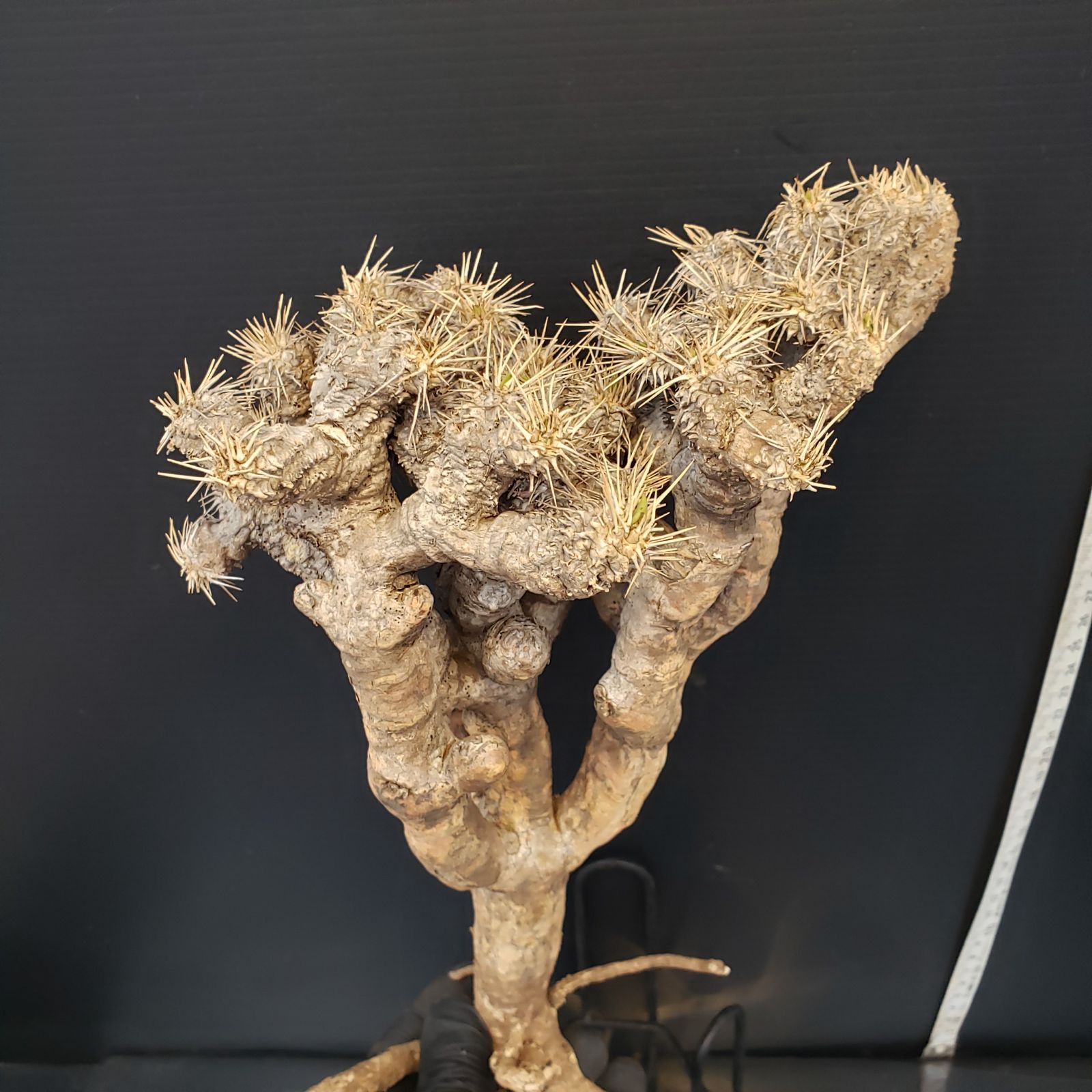 E165【最新到着】Euphorbia ギラウミニアナ（M)（現地球・抜き苗