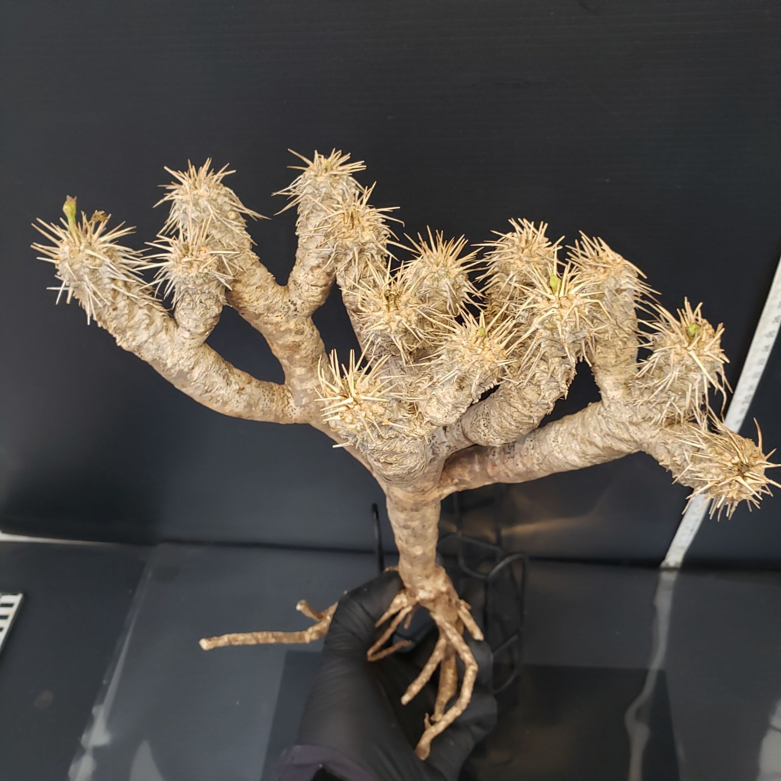 E166【最新到着】Euphorbia ギラウミニアナ（M)（現地球・抜き苗